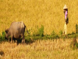 Journey from Indochine – 19 Days